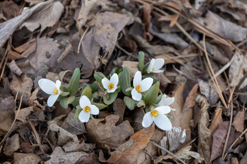 Close up view of uncultivated white snow trillium (trillium nivale) wildflowers growing undisturbed in a North American ravine setting in spring