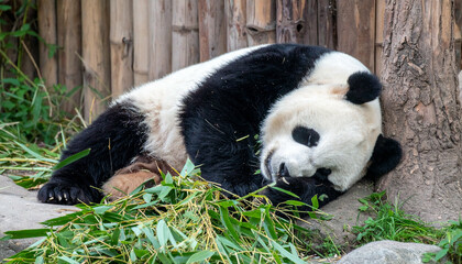 Sleeping panda A black and white panda curled up, nestled against a tree with bamboo around