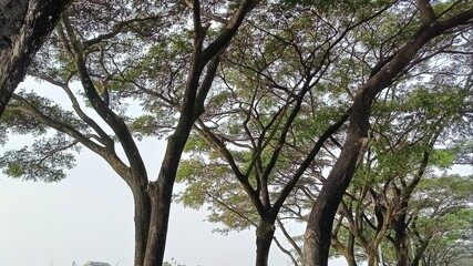 The trees are lined up with lush green leaves.