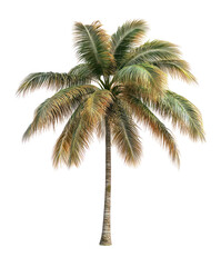 PNG Real palm tree illustration arecaceae botanical.