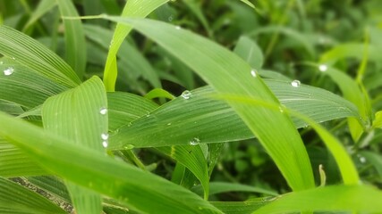 Obraz premium Close-up of bright green grass with morning dew drops.