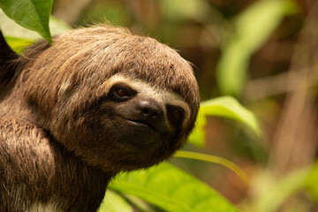close up of a sloth