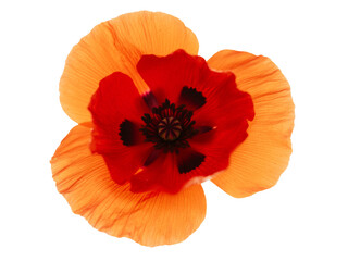 Closeup of a vibrant orange and red poppy flower against a black background