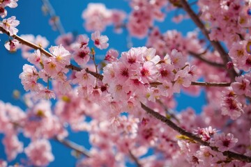 Obraz premium Pink cherry blossoms in full bloom on tree branches against a clear blue sky.