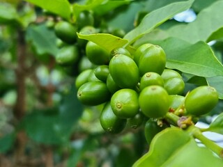 a close-up of a cluster of green unripe Sumatra coffee cherries attached to a branch surrounded by lust green leaves