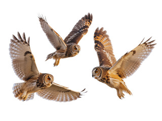 Fototapeta premium Three Long eared Owls in Flight Against Black Background