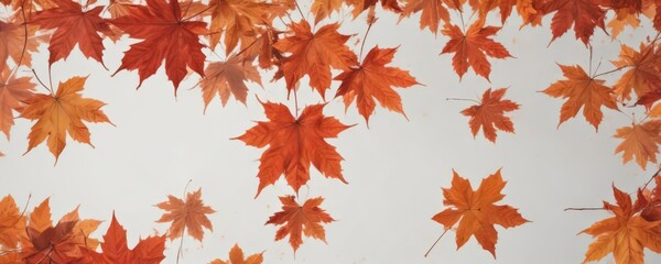 Vibrant red and orange maple leaves falling against pure white ,  fall foliage,  yellow leaves