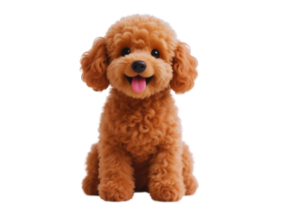 Adorable Toy Poodle Puppy Sitting and Smiling
