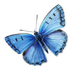 PNG Blue butterfly invertebrate animal insect.