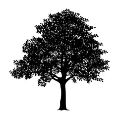 Black Tree Silhouette Vector Illustration