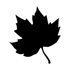 Fototapeta premium Black Maple Leaf Silhouette Vector
