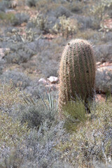 California Barrel Cactus (Ferocactus cylindraceus)  in the rocky desert, Red Rock Canyon, Nevada, USA.	