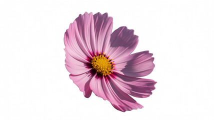 Isolated close up view of a delicate pink cosmos flower with a vibrant yellow center