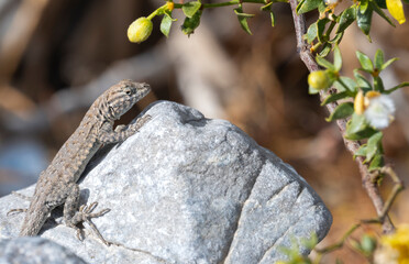 Mojave Fringe-toed Lizard (Uma scoparia), Sand Dunes of Death Valley National Park, California, USA
