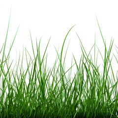 Obraz premium grass vector illustration