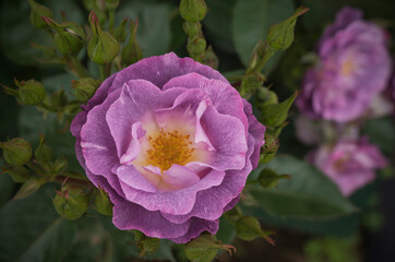 Rose Blooming . Blue for you rose .Floribunda rose . 