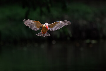 Stork-billed Kingfisher, Pelargopsis capensis, in flight before diving and catching fish in water, massive kingfisher with a large scarlet bill, habitat near lake or pond, bird spreading wings