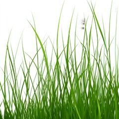 Obraz premium grass vector illustration