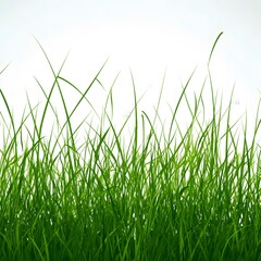 Fototapeta premium grass vector illustration
