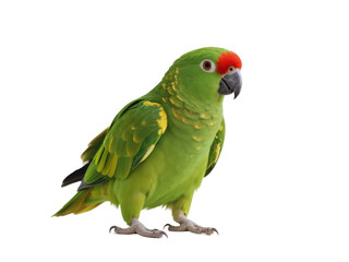 Vibrant Green Parrot with Red Forehead Isolated on Black Background