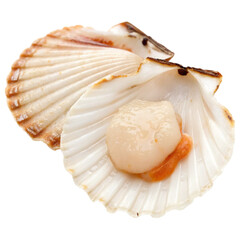 Scallop shell with adductor muscle visible inside.