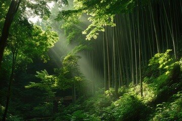 Obraz premium Sunbeams pierce a lush bamboo forest, creating a mystical, serene atmosphere