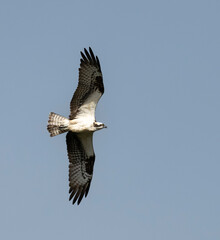 Osprey flying in blue sky, Galveston Island, Texas