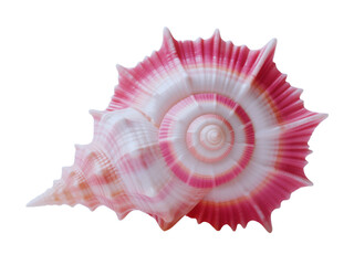 Fototapeta premium Pink and White Seashell Isolated on Black Background