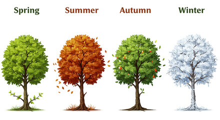Obraz premium Four Seasons Tree Illustration Spring Summer Autumn Winter