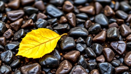 vibrant yellow leaf resting bed of smooth dark pebbles. contrast between bright lively leaf dark glossy stones creates striking visual composition. leaf's intricate veins glistening droplets...