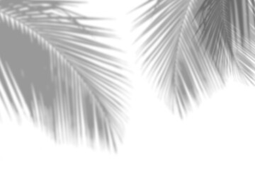 Obraz premium Shadow of palm tree isolated on white