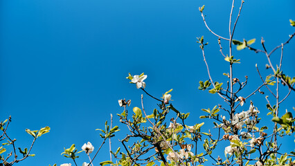 yellow flowers on blue sky