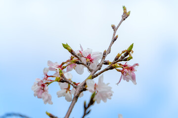 青空の下で咲く桜の花