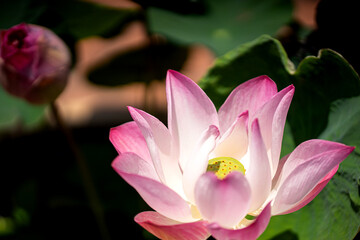 pink lotus flower in garden