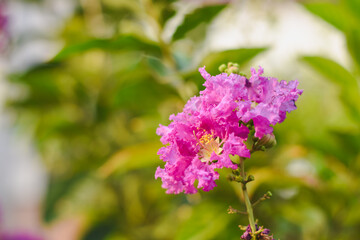 Purple flowers on a natural background (Petria Volubilis)