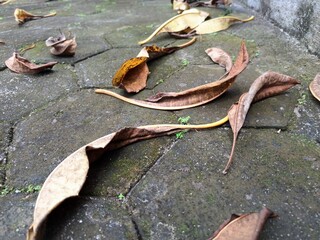 Dry frangipani leaves on old block paving. Frangipani is a tropical flower known for its fragrant, waxy petals and strong, sweet scent