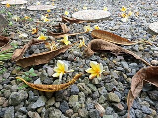 Dry frangipani leaves and flower on pebble. It is a tropical flower known for its fragrant, waxy petals and strong, sweet scent. It comes in various colors like white, yellow, pink, and red