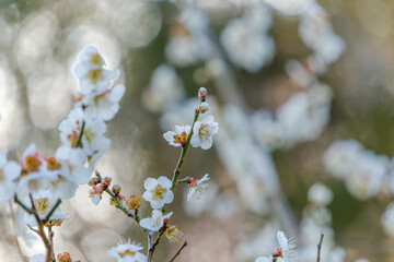 白梅の花とつぼみのクローズアップ