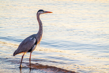 A heron hunting in the sea. Grey heron on the hunt