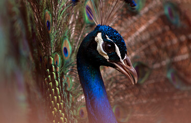 Obraz premium Elegant peacock fanning its dazzling tail feathers, showcasing symmetry, grace, and vibrant natural beauty in perfect close-up