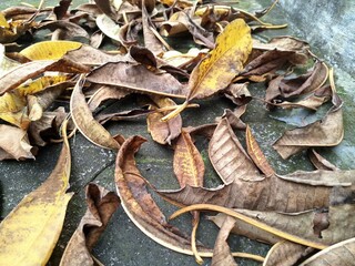 Dry frangipani leaves. It is a tropical flower known for its fragrant, waxy petals and strong, sweet scent. It comes in various colors like white, yellow, pink, and red