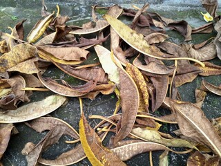 Dry frangipani leaves. It is a tropical flower known for its fragrant, waxy petals and strong, sweet scent. It comes in various colors like white, yellow, pink, and red