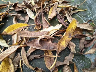 Dried frangipani leaves. Frangipani is widely cultivated in tropical regions, including Bali, and is often used in religious ceremonies and as a symbol of purity and spirituality