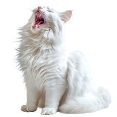 Yawning White Cat