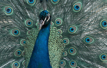 Obraz premium Elegant peacock fanning its dazzling tail feathers, showcasing symmetry, grace, and vibrant natural beauty in perfect close-up