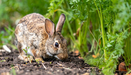 Fototapeta premium Brown rabbit noses soil near greenery, possibly searching for food in the garden