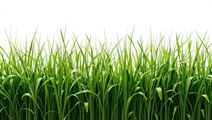 Fototapeta premium Vibrant Green Grass Growing Under Bright White Background in Natural Outdoor Environment
