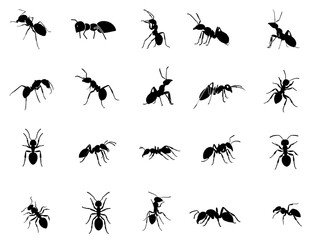  Ant insects black silhouettes vector illustration isolated on white background. 