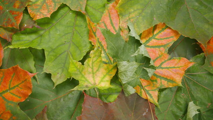 Beautifully Colorful Autumn Leaves Scatter Across the Ground Creating a Stunning Scene