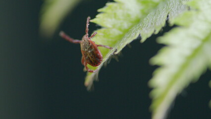 A macro shot of a tick on a green fern leaf, emphasizing the creature and its ecosystem